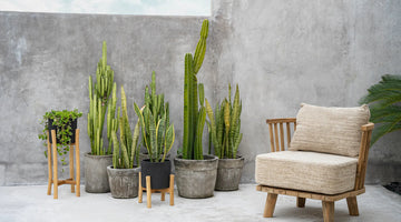 zetel en cactussen terras tuin van beton