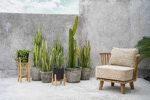 Sofa van de boho collectie met planten en cactussen